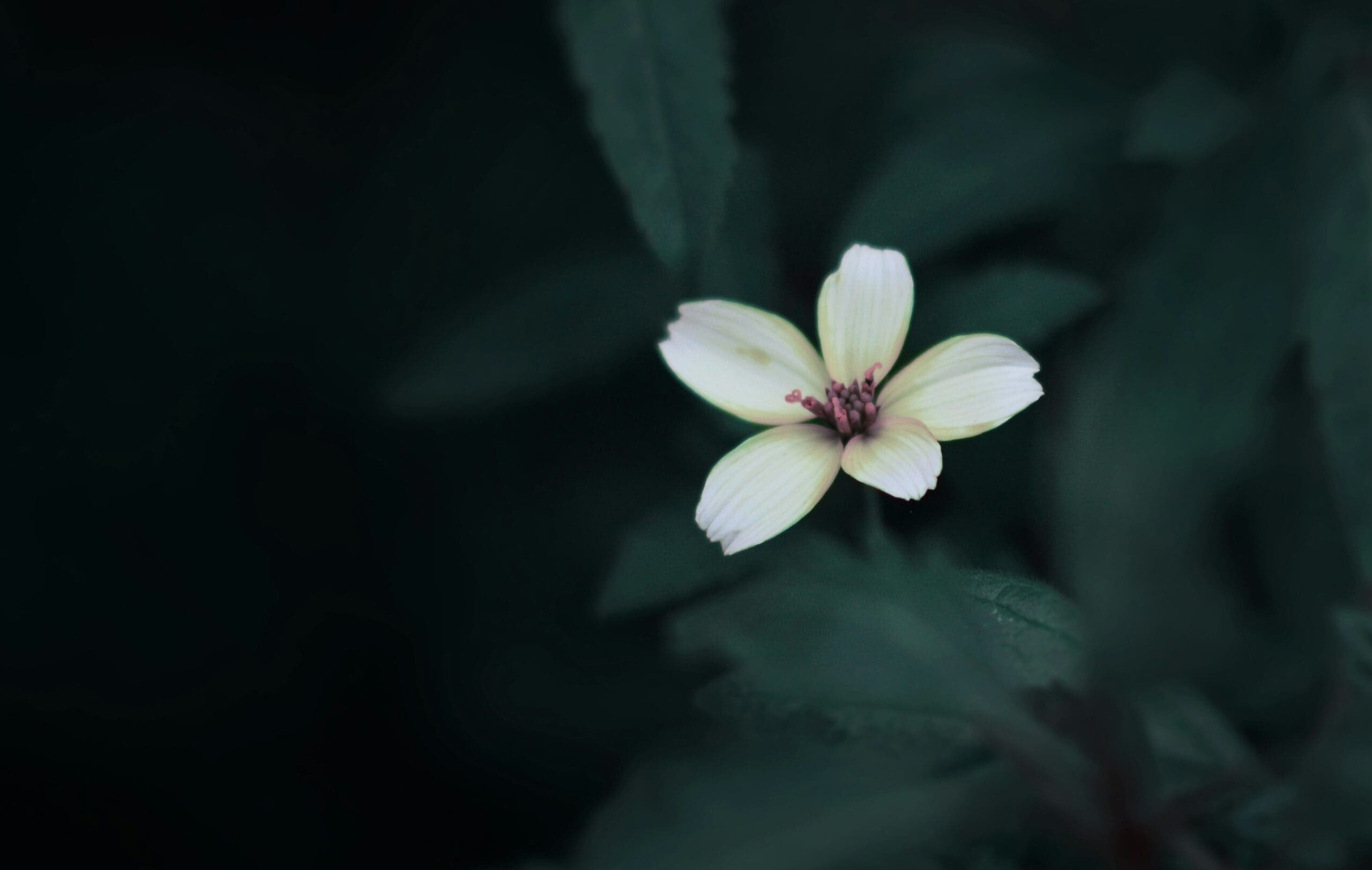 white flower dark background with leaves